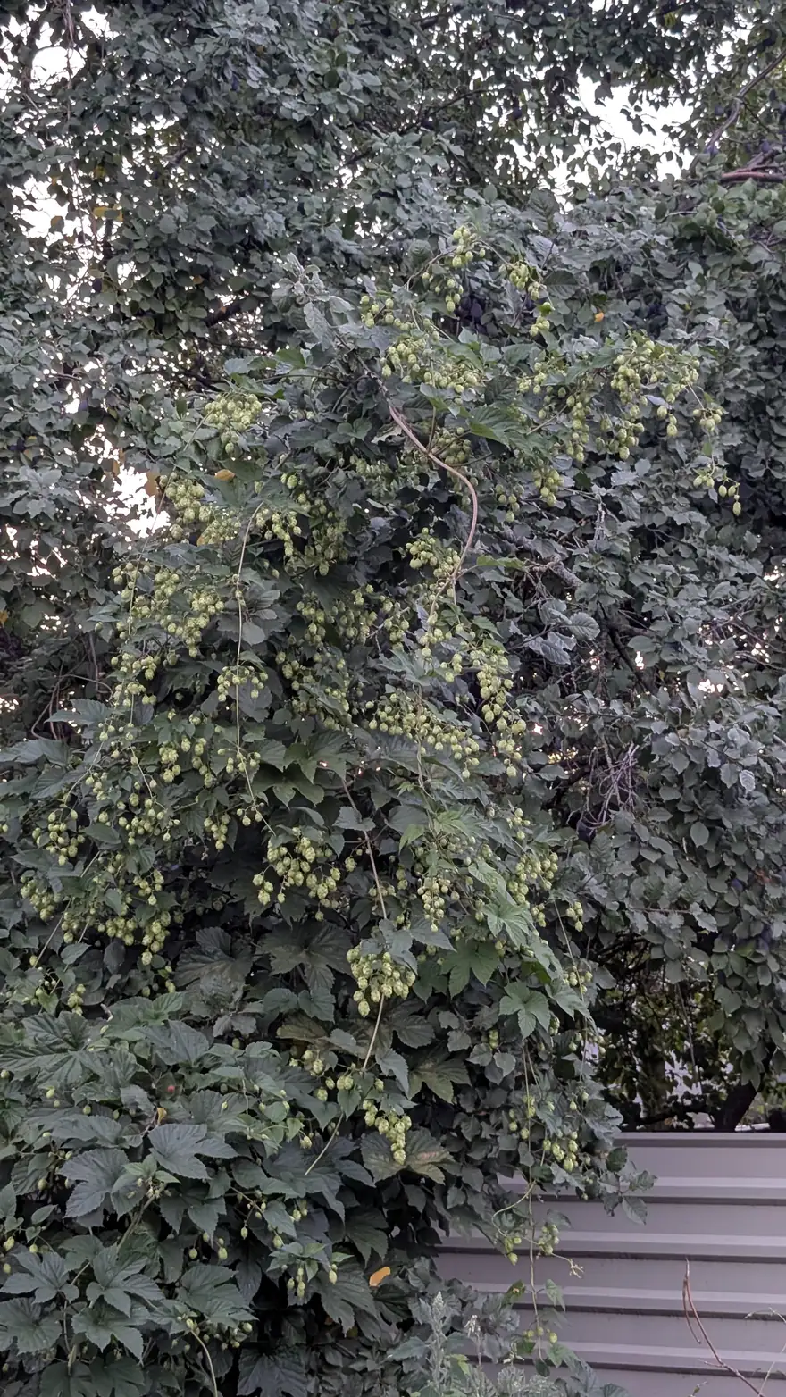 Хміль заліз на дерево і суцільною масою вкрив його крону, серпень