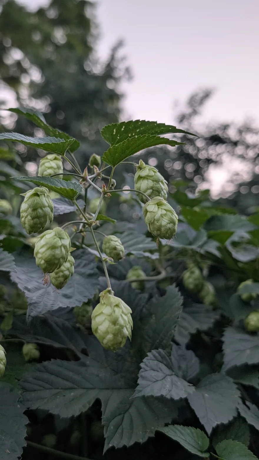 Гілка хмелю з великими світло-зеленими шишками проти вечірнього неба