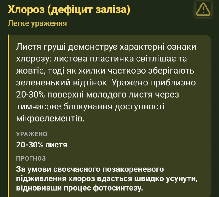 Діагноз у DAR Garden: хлороз груші (дефіцит заліза), легке ураження, 20–30% листя, прогноз